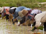 Smart rice? Advancements try to modernize farming in Asia rice farming