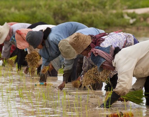 Smart rice? Advancements try to modernize farming in Asia rice farming