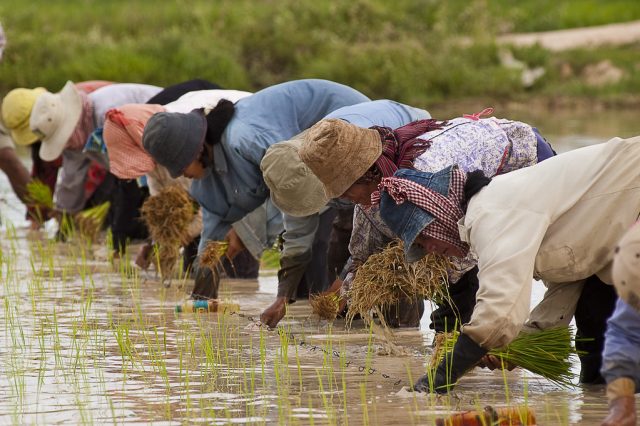 rice farming