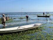 Tech firm teams up with Coast 4C to help seaweed farmers in Southeast Asia seaweed farmers in Southeast Asia