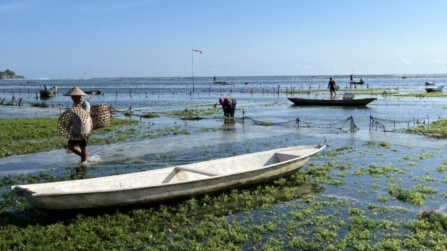 seaweed farmers in Southeast Asia