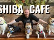 Explore the Shiba Inu café in Thailand where dogs run the show