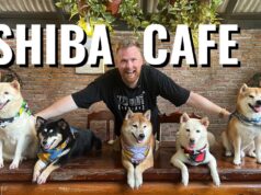 Explore the Shiba Inu café in Thailand where dogs run the show