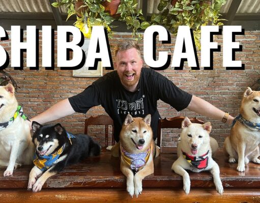Explore the Shiba Inu café in Thailand where dogs run the show
